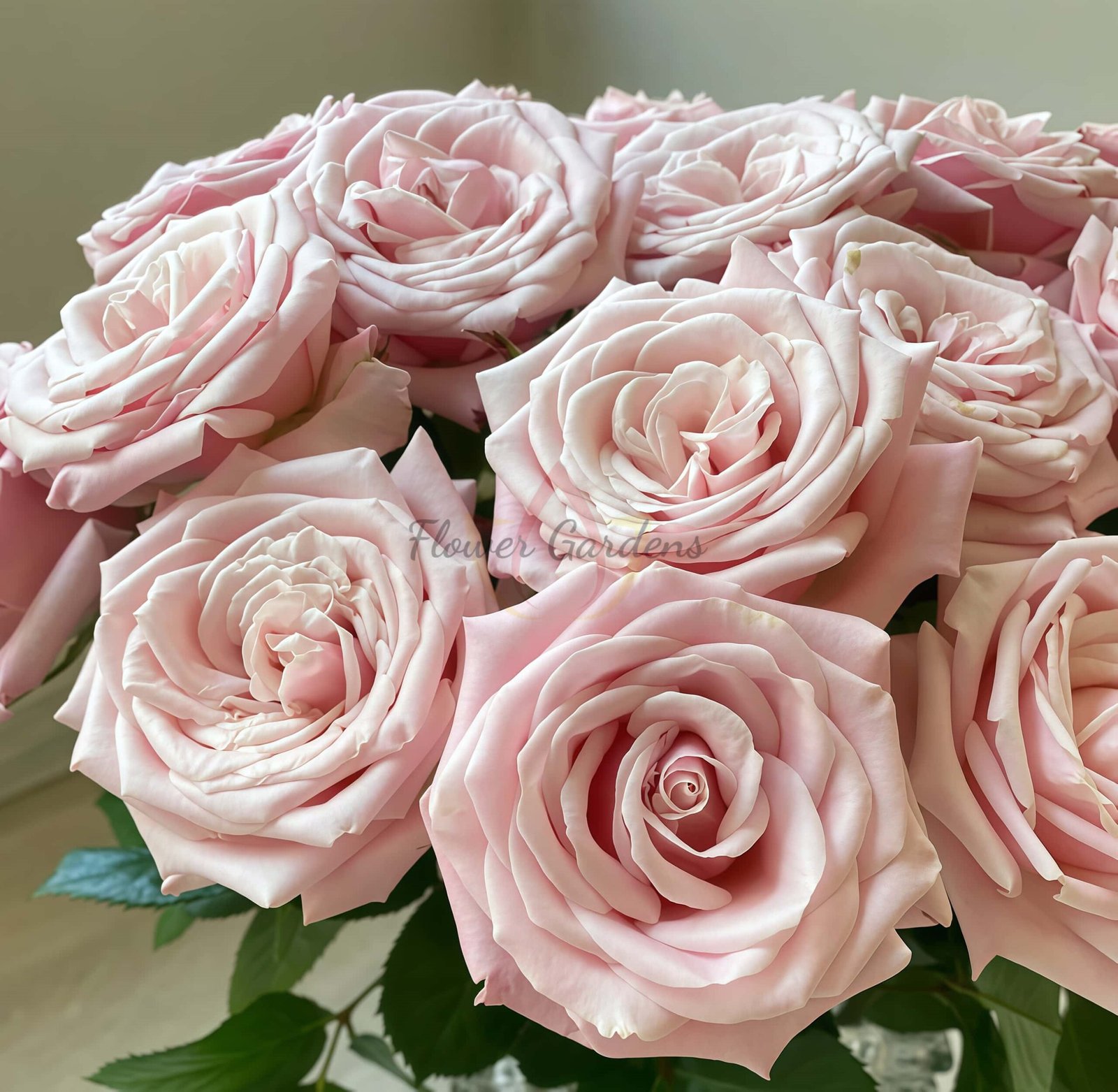 Mziya Rose plant丨Flower Gardens