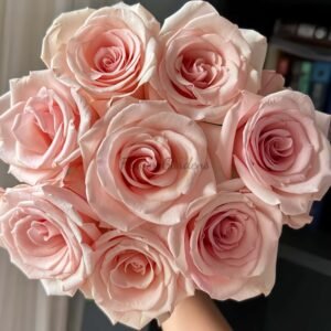 Peach Flavor Rose丨Flower Gardens