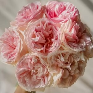 Pretty Karen Rose丨Flower Gardens