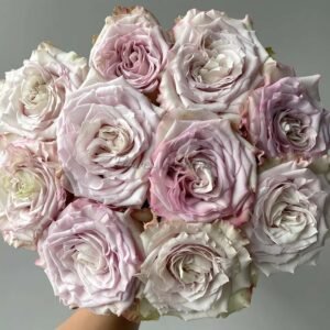 Pronto Rose for sale丨Flower Gardens