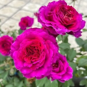 Ramukan Rose丨Flower Gardens