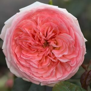 Randra Rose丨Flower Gardens