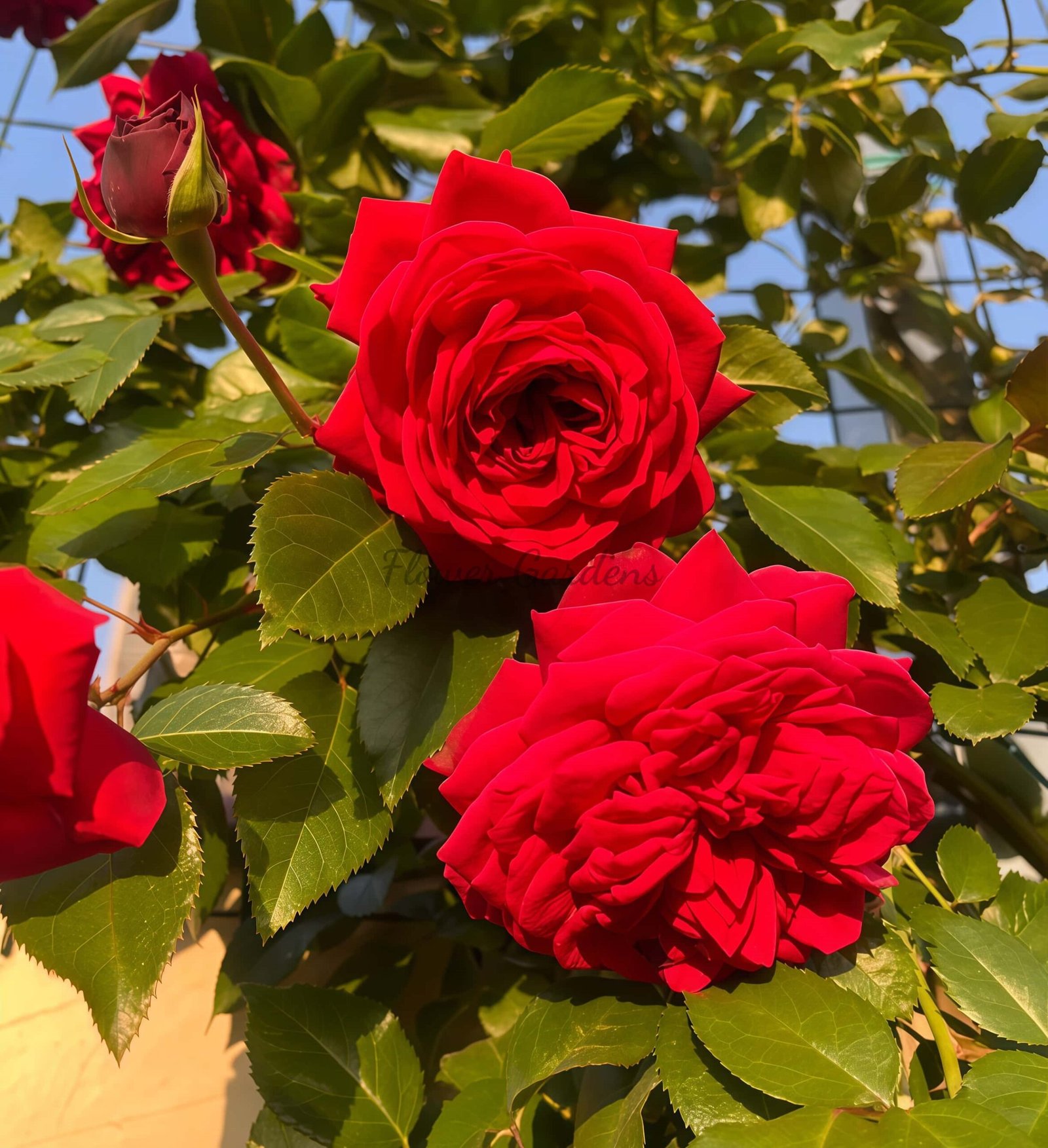 Republique de Montmartre Rose for sale丨Flower Gardens