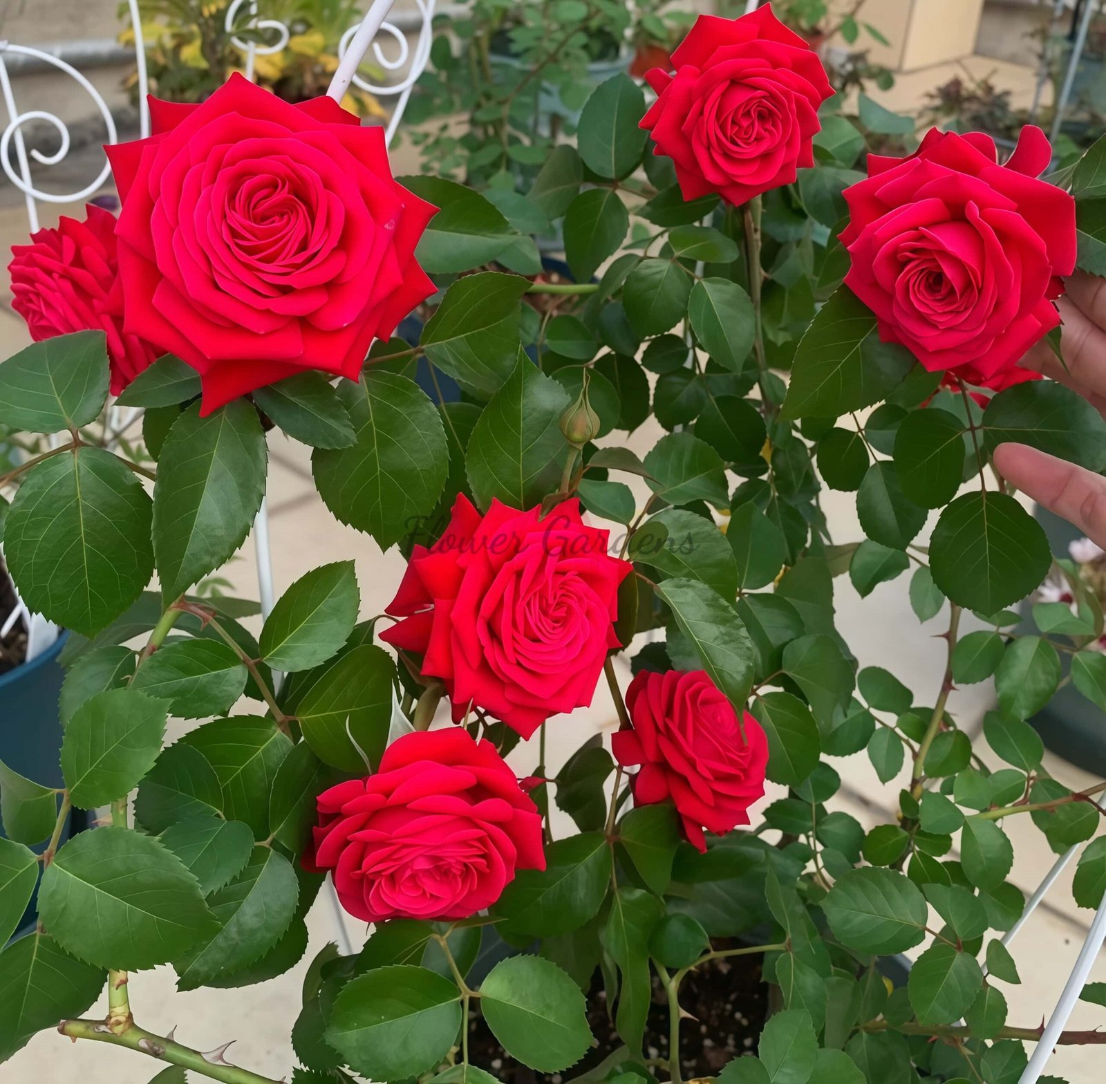 Republique de Montmartre Rose丨Flower Gardens