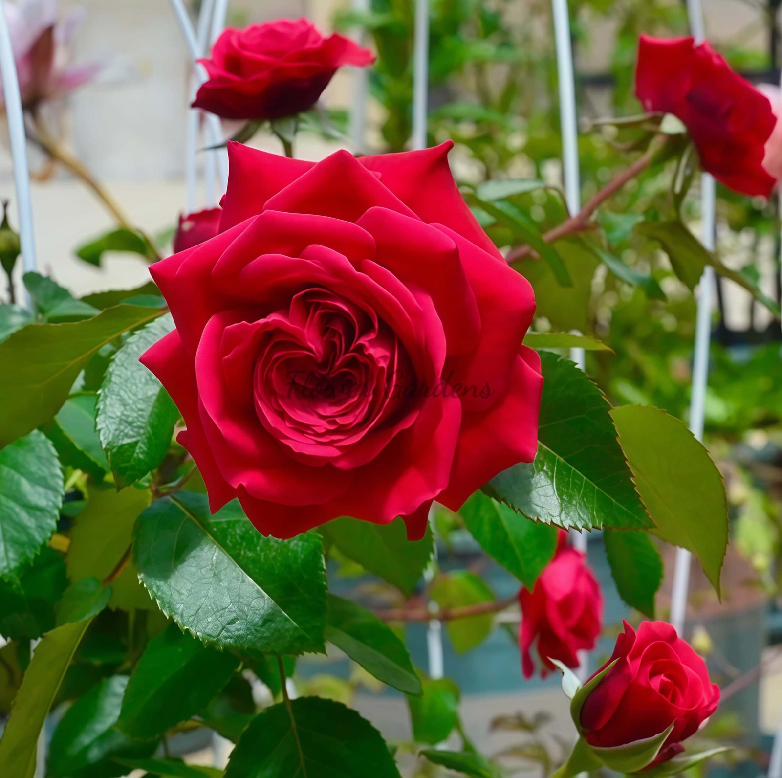 Republique de Montmartre Rose plant丨Flower Gardens