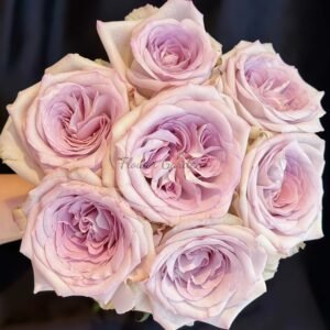 Silver Gem Rose for sale丨Flower Gardens