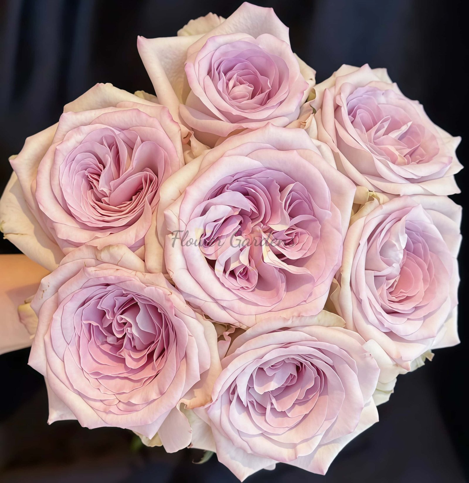 Silver Gem Rose for sale丨Flower Gardens