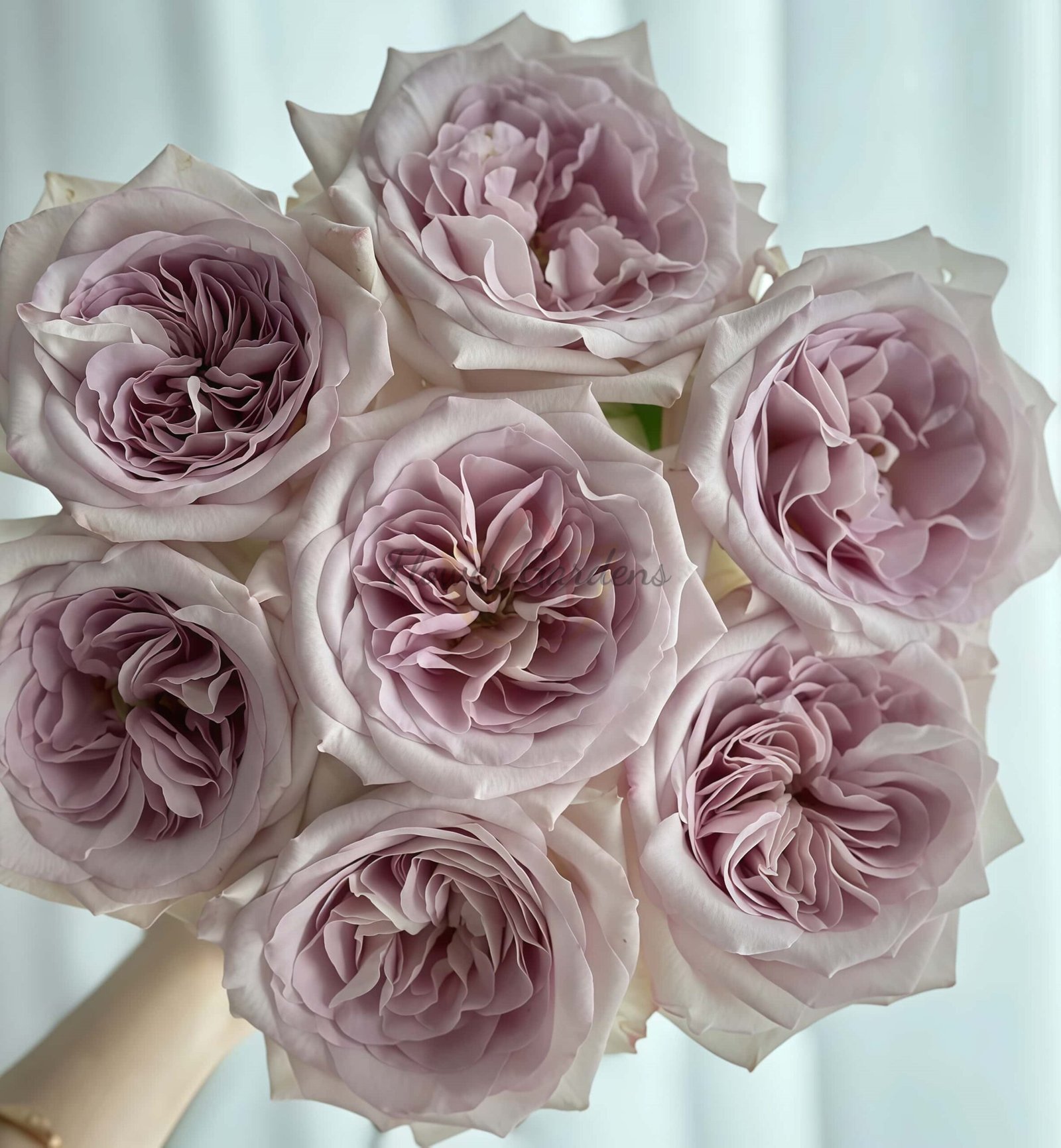 Silver Gem Rose丨Flower Gardens