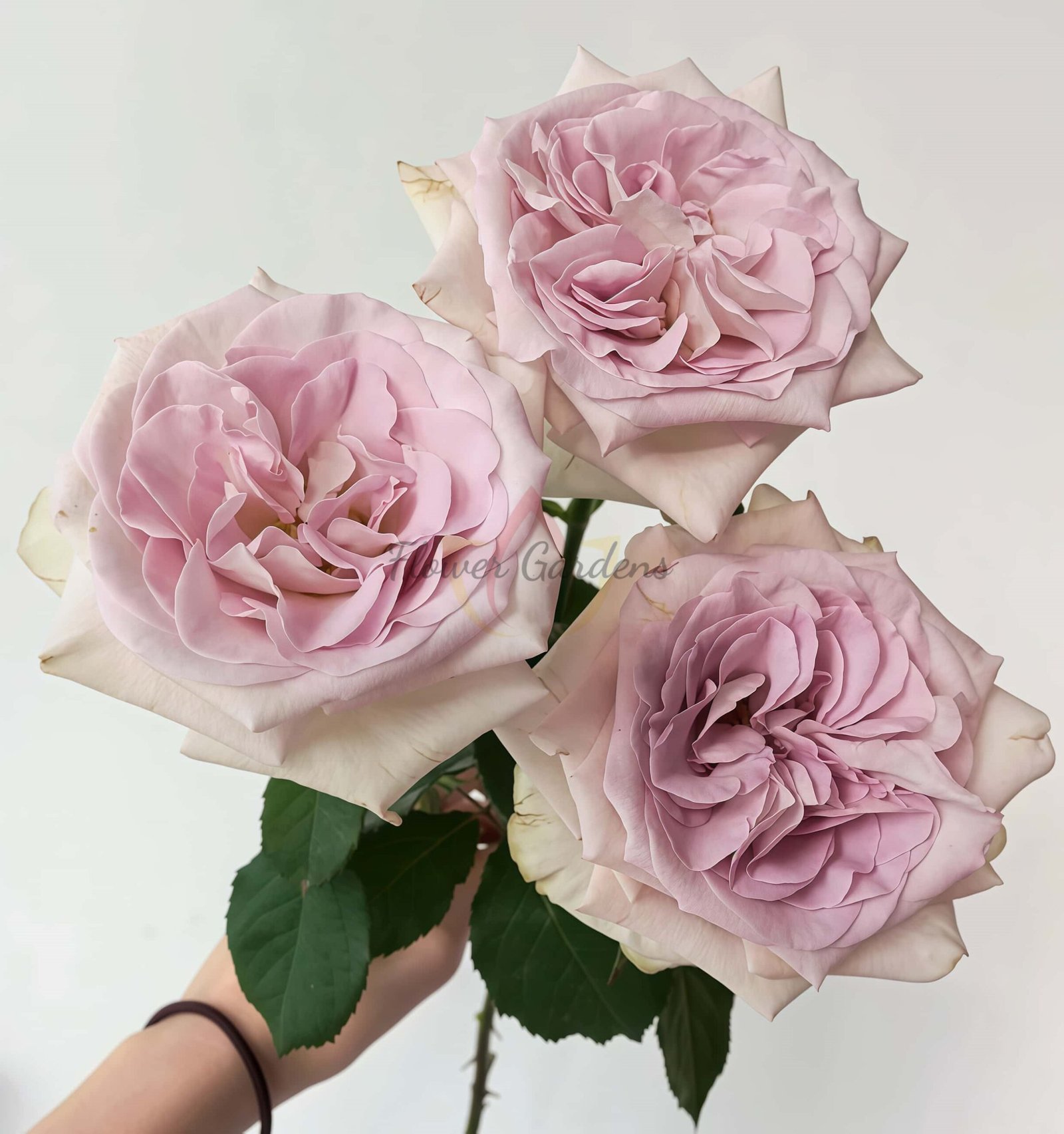 Silver Gem Rose plant丨Flower Gardens