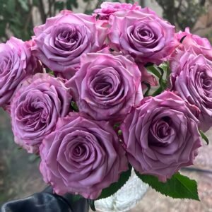 Su Mei Zi Rose丨Flower Gardens