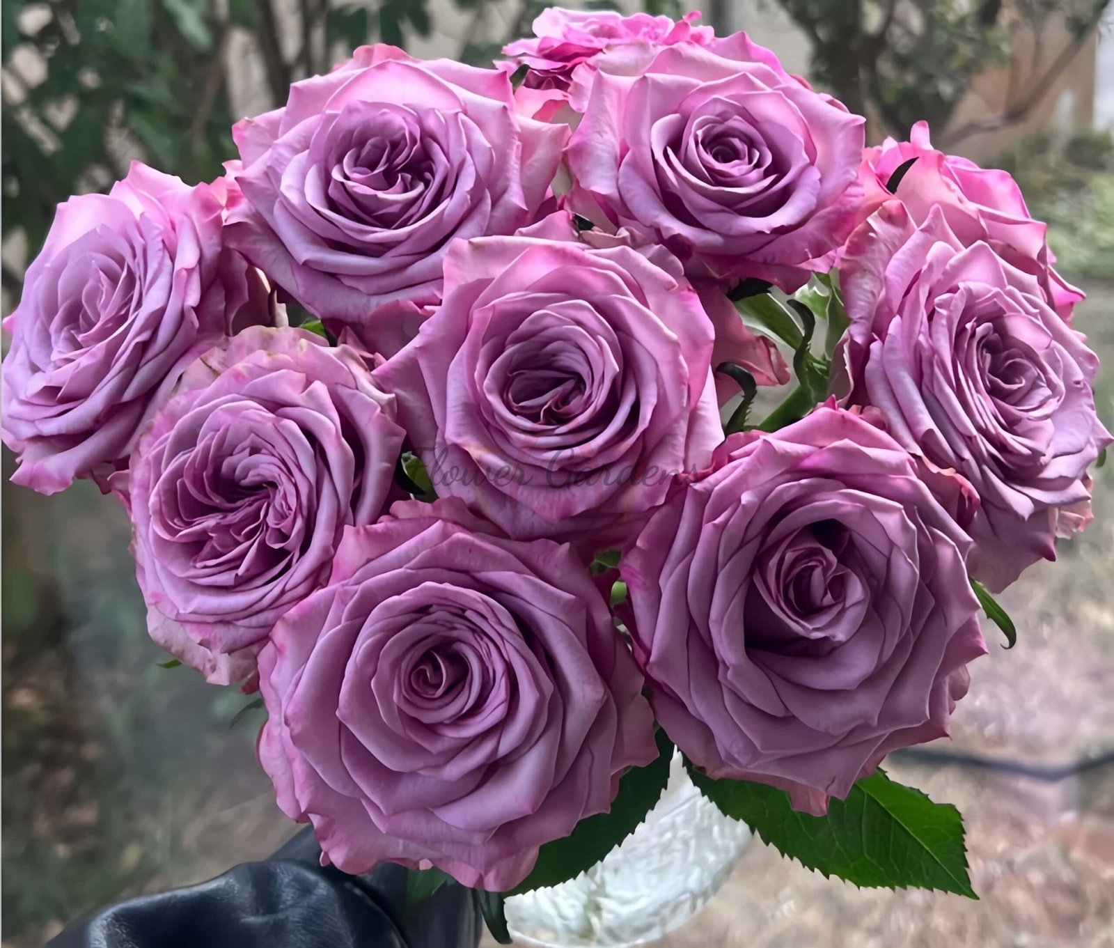 Su Mei Zi Rose丨Flower Gardens