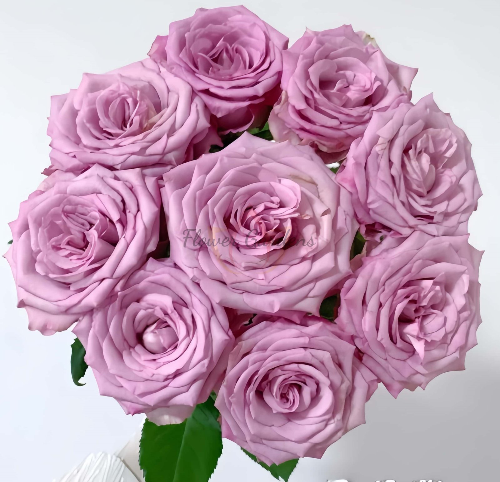 Su Mei Zi Rose plant丨Flower Gardens