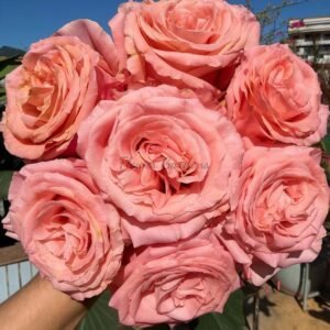 Superstition Rose丨Flower Gardens