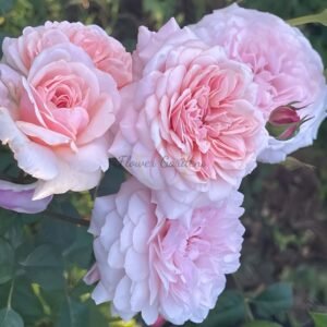 Sweet Antike Rose丨Flower Gardens