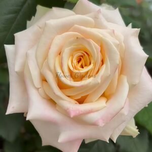 Top Falr Rose丨Flower Gardens