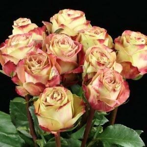 Upper Secret Rose丨Flower Gardens