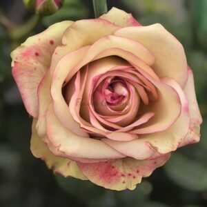 Vintage Rose for sale丨Flower Gardens