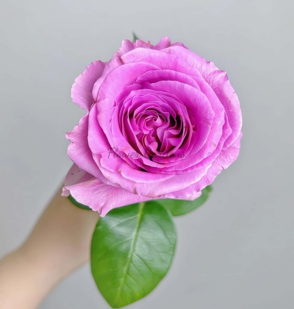 Water Game Rose Plant|海滨乐园