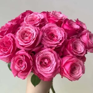 Xiaohongmei Rose plant丨Flower Gardens