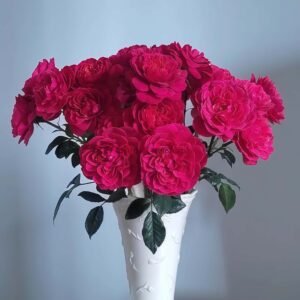 Yanhong Guozhi Rose for sale丨Flower Gardens