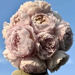 YankeXia Rose丨Flower Gardens