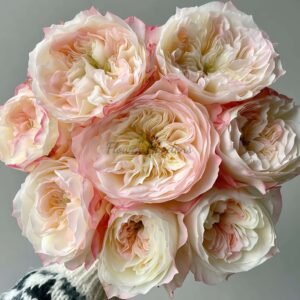 Xiaoliwo Rose for sale丨Flower Gardens