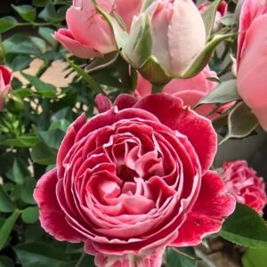 HuaDian Rose丨Flower Gardens