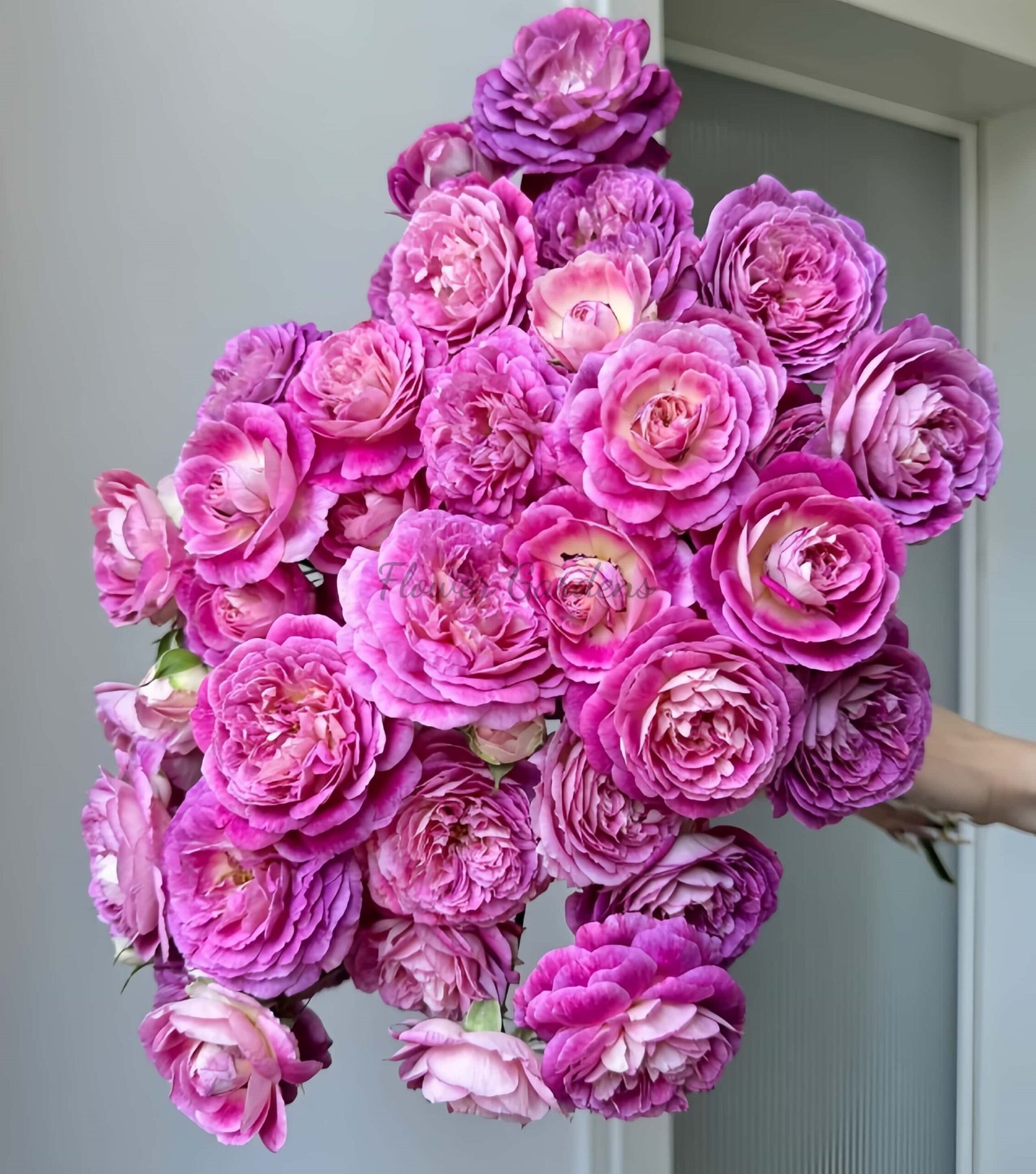 Huddersfield Choral Society Rose丨Flower Gardens