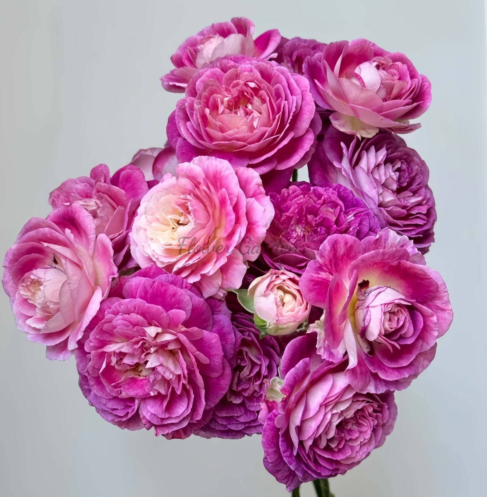 Huddersfield Choral Society Rose for sale丨Flower Gardens