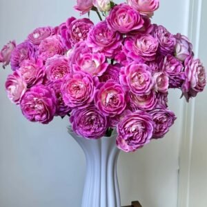 Huddersfield Choral Society Rose丨Flower Gardens