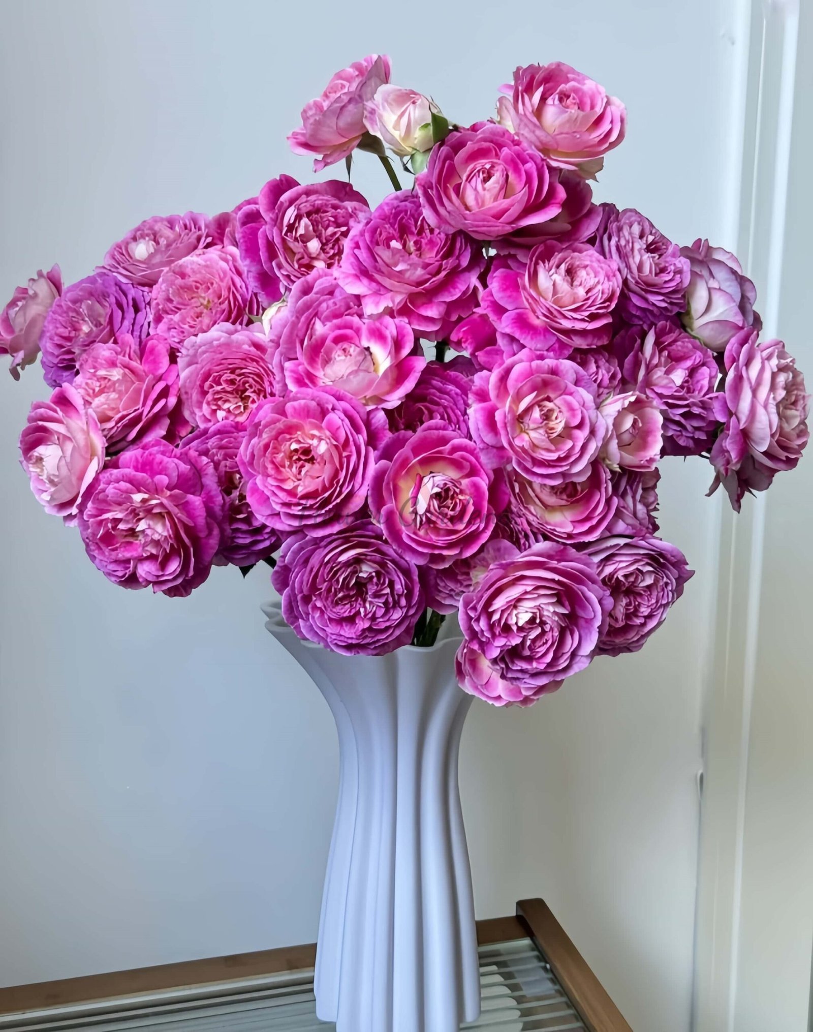 Huddersfield Choral Society Rose丨Flower Gardens