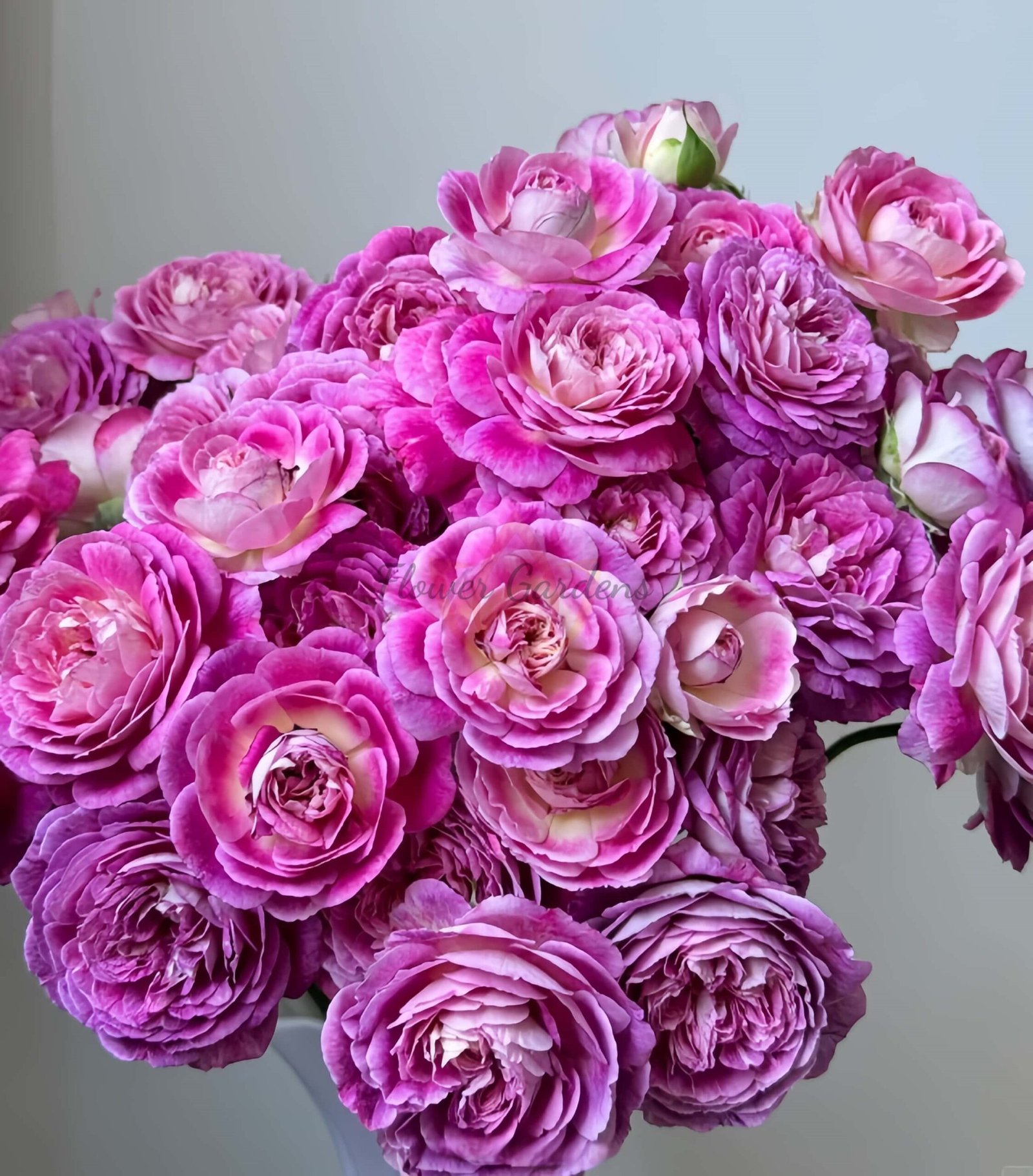 Huddersfield Choral Society Rose plant丨Flower Gardens