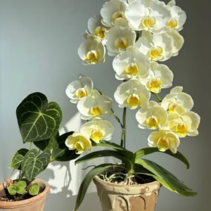 Phalaenopsis Golden Edge Lace丨Flower Gardens