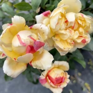 Budding Fée Clochette Rose for sale丨Flower Gardens