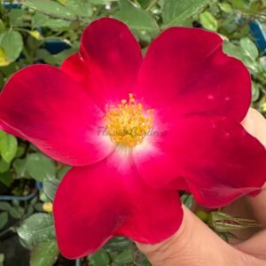 Canette Rose丨Flower Gardens