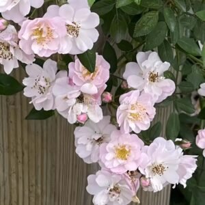 Little Rambler Rose for sale丨Flower Gardens