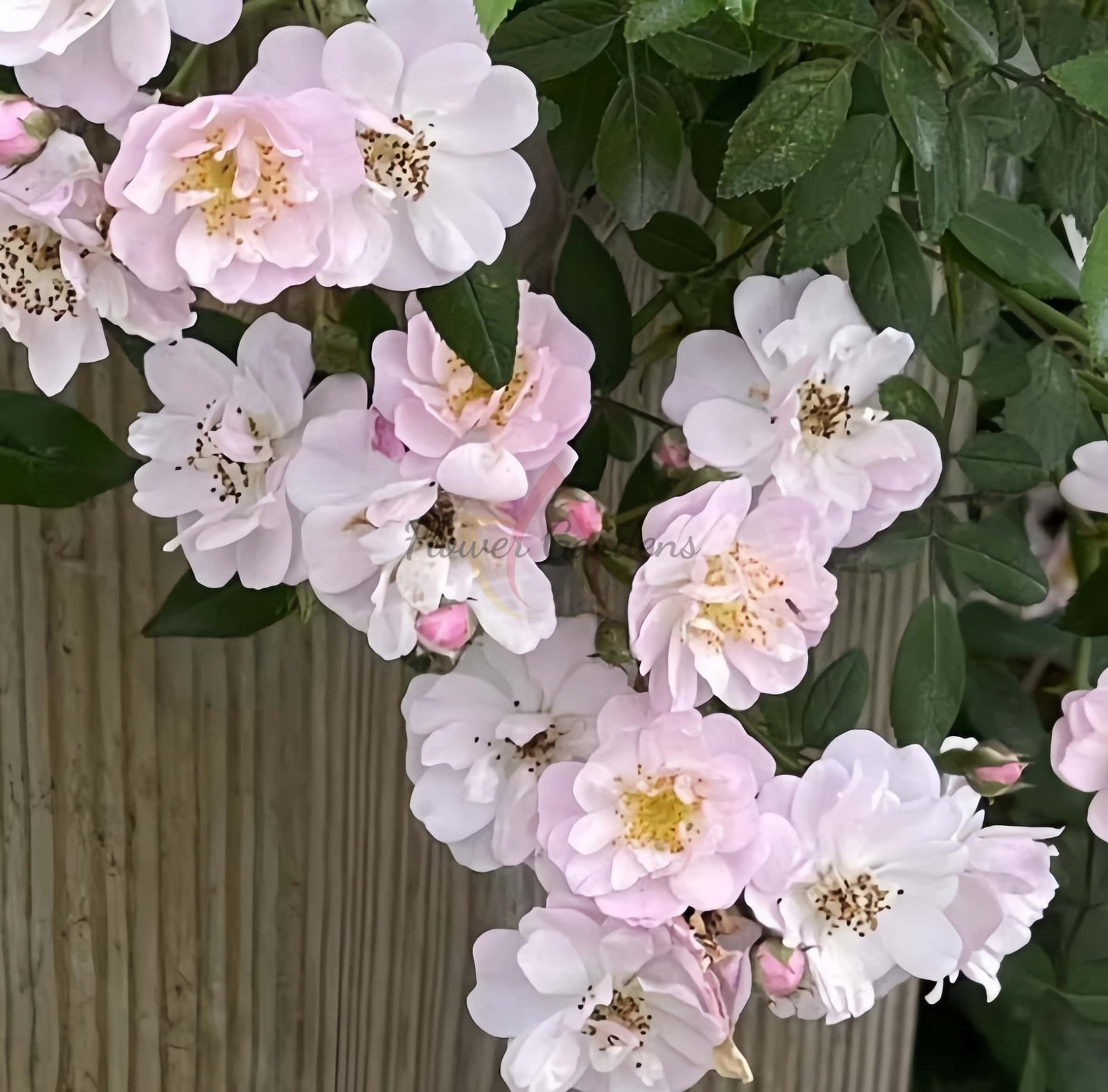 Little Rambler Rose for sale丨Flower Gardens