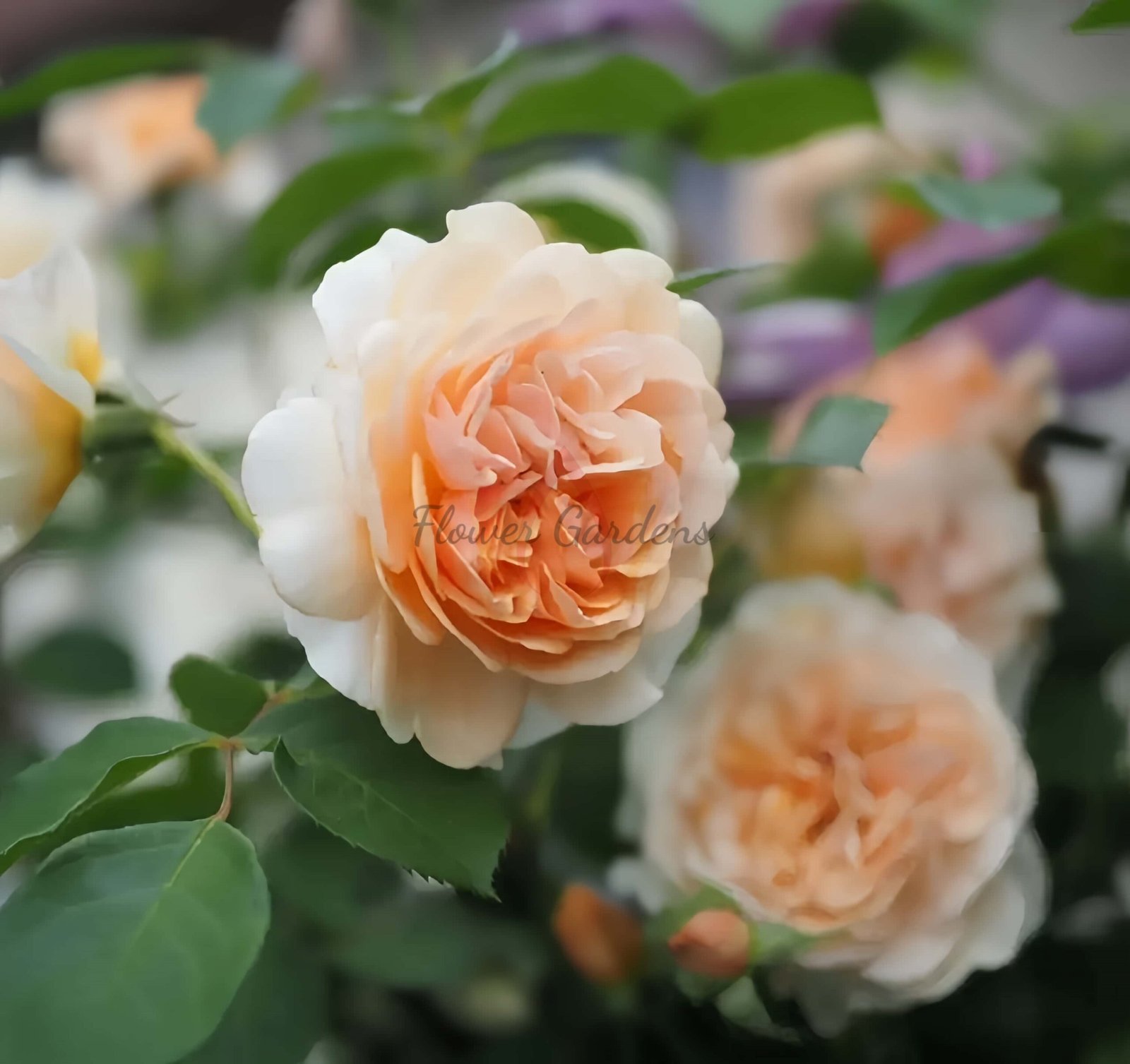 Pegasus Rose for sale丨Flower Gardens