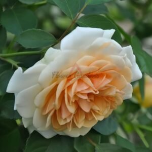 Pegasus Rose plant丨Flower Gardens
