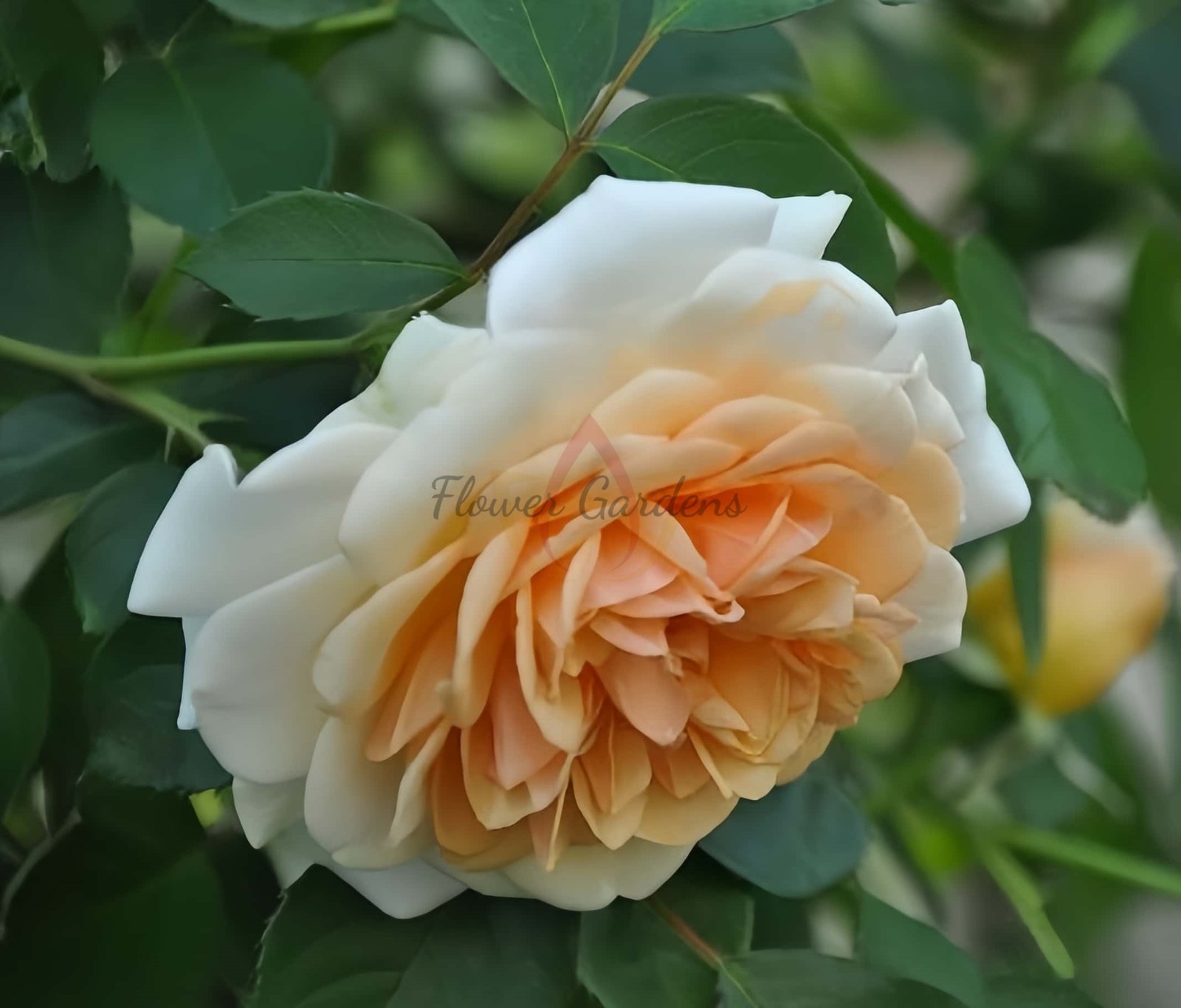 Pegasus Rose plant丨Flower Gardens