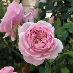 St. Ethelburga Rose丨Flower Gardens