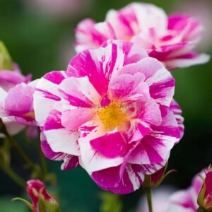 The King's Rose plant丨Flower Gardens