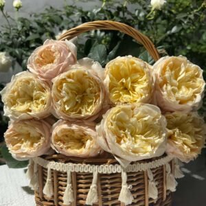 Troilus Rose丨Flower Gardens