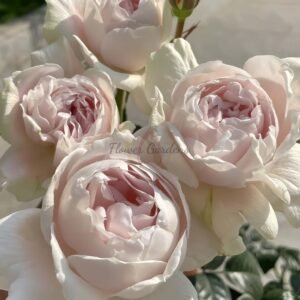 White Ajourée Rose for sale丨Flower Gardens