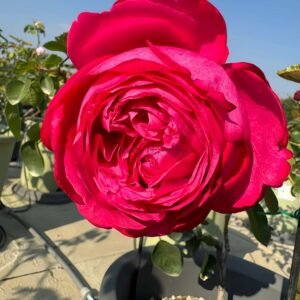 yves kalman Rose for sale丨Flower Gardens