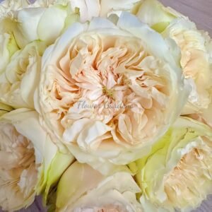 Enid Rose plant丨Flower Gardens