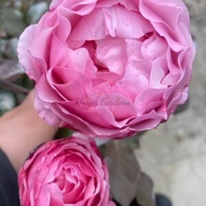 Lovely Pink Rose丨Flower Gardens