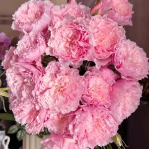 Misakinadeshiko Rose plant丨Flower Gardens