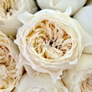 Parfum Blanche Rose for sale丨Flower Gardens