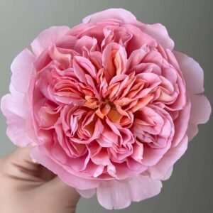 Phoebe Rose for sale丨Flower Gardens